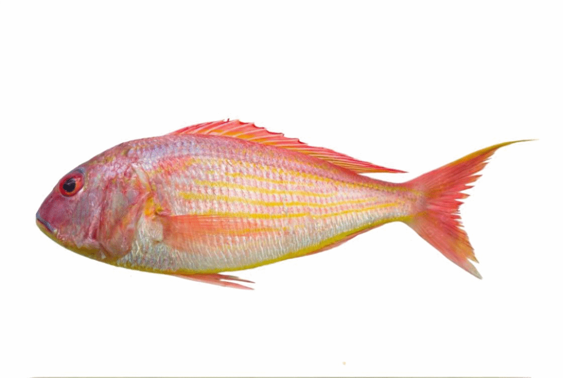 PINK PERCH